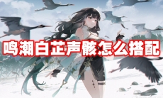 鸣潮白芷声骸怎么搭配