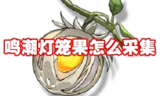 鸣潮灯笼果怎么采集