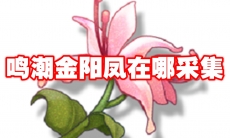 鸣潮金阳凤在哪采集