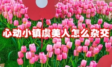 心动小镇虞美人怎么杂交