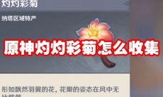 原神灼灼彩菊怎么收集