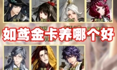 如鸢金卡养哪个好